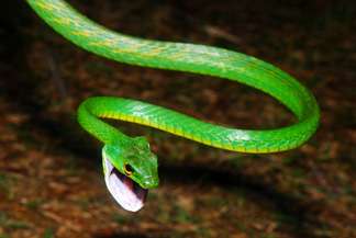New study reveals surprising evolutionary path of lizards and snakes