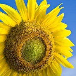 New sunflower-inspired pattern increases concentrated solar efficiency