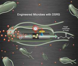 New synthetic biology technique boosts microbial production of diesel fuel
