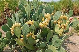 New tool for cleaning up soils and waterways: Prickly pear