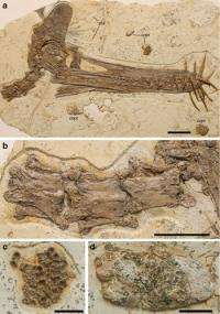 New toothed flying reptile found from the early creataceous of western Liaoning, China