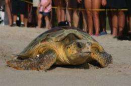 New turtle tracking technique may aid efforts to save loggerhead