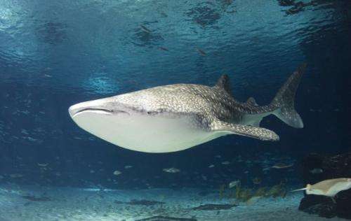 New whale shark study used metabolomics to help understand shark and ray health