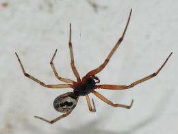 Noble false widow spider marches north in the UK