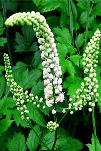 No evidence that black cohosh relieves menopause symptoms
