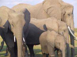 Notre Dame researchers provide fascinating insights into elephant behavior, conservation issues