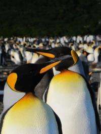 Not so happy: King penguins stressed by human presence