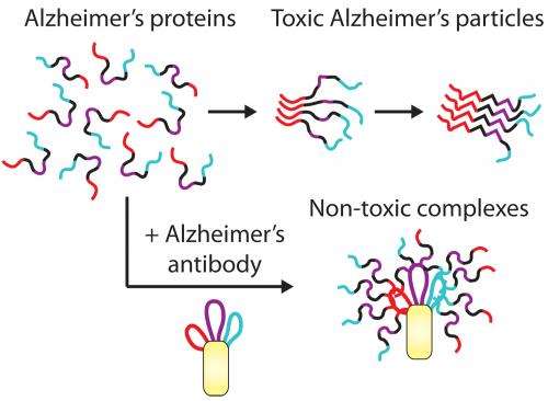 Novel antibodies for combating Alzheimer's and Parkinson's disease