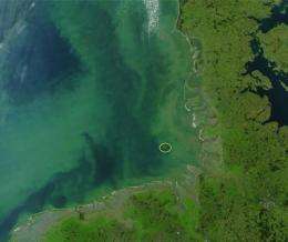 Nutrient supply after algal bloom determines the succession of the bacterial population