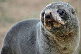 N.Zealand fur seals, generally considered docile, are found along Australia's southern coast and the coast of N.Zealand