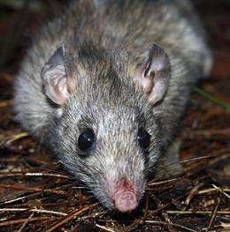 Odours of mass deception - how rats learn to ignore native birds