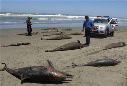 Official: Dolphin deaths in Peru still a mystery (AP)