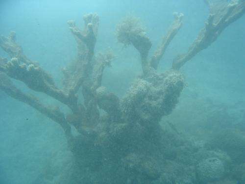 Offshore dredging severely impacts coral reefs