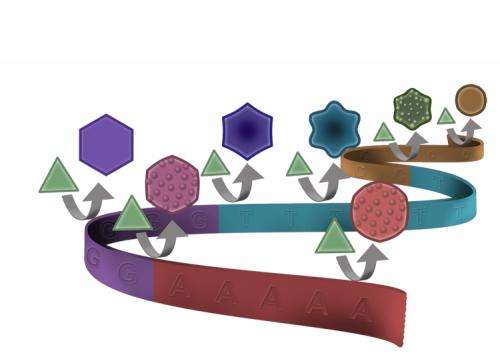 Oh, my stars and hexagons! DNA code shapes gold nanoparticles