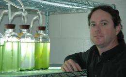 Oil from algae closer to reality through studies by unique collaboration of scientists