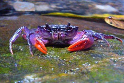 One of the four new species of freshwater crab is pictured