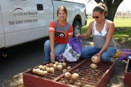 Rains wreak havoc on South Texas onion crop