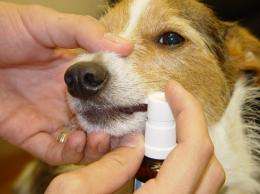 Oral drops for dog allergies pass another hurdle