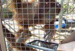Orangutans at Miami zoo use iPads to communicate (AP)