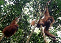 Orangutans hang loose at the Gunung Leuser National Park