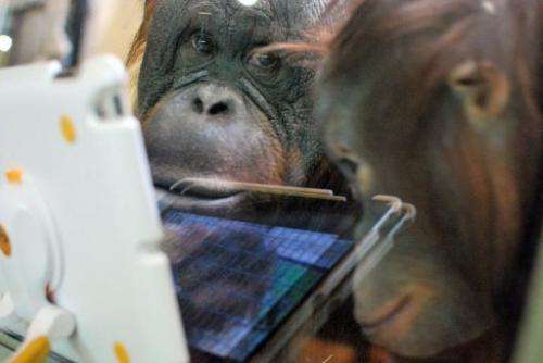 Orangutans watch a video on an iPad held up to the glass of their enclosure at Milwaukee County Zoo