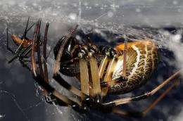 Orb web spiders found to be better guards after sex