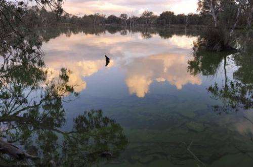 Over-exploitation, mismangement and dought have led to a critical drop in the water level of the Murray River