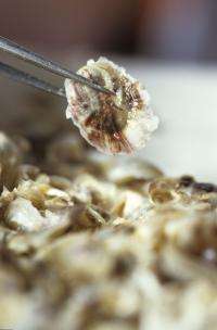 Ocean acidification linked to larval oyster failure