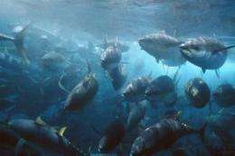 Pacific fishing zones -- lifeline for overfished tuna?
