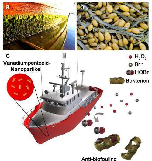 Paints and coatings containing bactericidal agent nanoparticles combat marine fouling