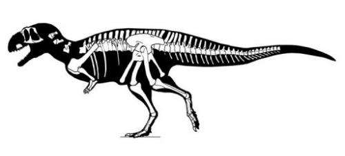 Paleontologist Diego Pol said it looked a bit like a scaled-down Tyrannosaurus rex, but with even smaller arms
