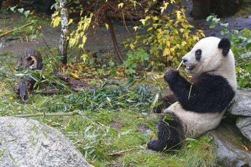 Panda Fu Hu eats bamboo at the Schoenbrunn zoo in Vienna on October 16