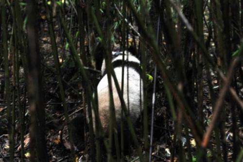 Pandas, which are only found in mountainous southwestern China, have a famously low reproductive rate