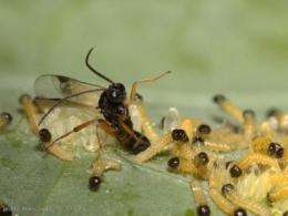 Parasitic wasps remember better if reward is greater