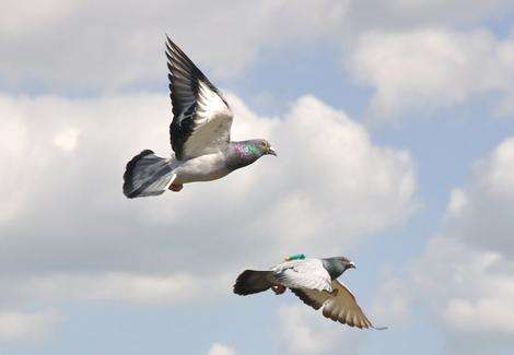 Passenger pigeons help to navigate