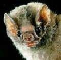 Passengers on 'Bat' plane cleared of rabies risk