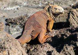 Patterns of antibiotic-resistant bacteria found in Galapagos reptiles