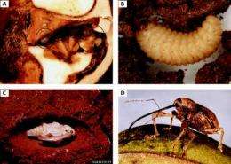 Pecan weevil biology, management and control strategies