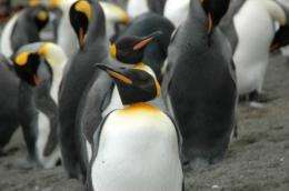 Penguin colony flourishing after being driven to brink of extinction