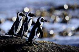 Penguins are pictured in Simon's Town near Cape Town, South Africa, in 2011