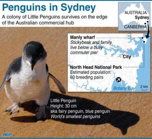 Penguins in Sydney