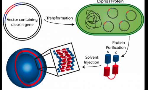 Penn engineers convert a natural plant protein into drug-delivery vehicles