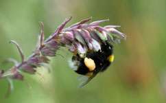 Pesticides hit bumblebee reproduction