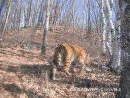 Photos of rare Amur tiger give hope to NE China's tiger recovery efforts
