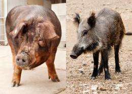Pig genome offers insights into the feistiest of farm animals