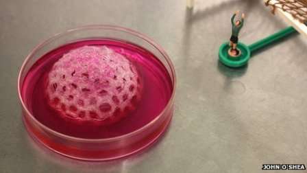 Pigs' cells used to create first 'living football'