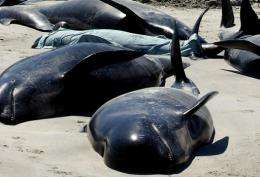Pilot whales up to six metres (20 feet) long are the most common species of whale seen in New Zealand waters