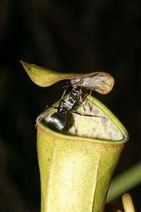 Pitcher plant uses power of the rain to trap prey