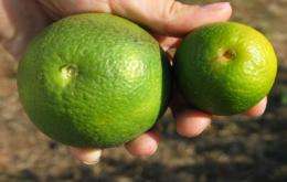 Plant pathologists put the squeeze on citrus disease