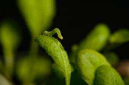 Plants use circadian rhythms to prepare for battle with insects